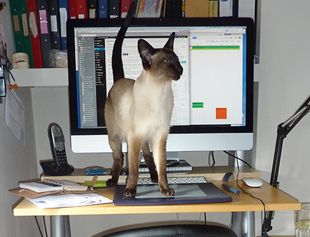 Photo of a siamese cat standing on a desk