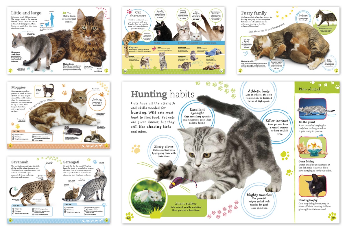 book design, spreads from a cats and kittens book for young children with photos showing exotic breeds and cat behaviour