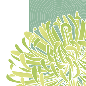 Chrysanthemum illustration