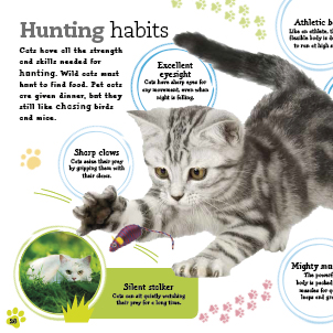 DK Cats and kittens book design